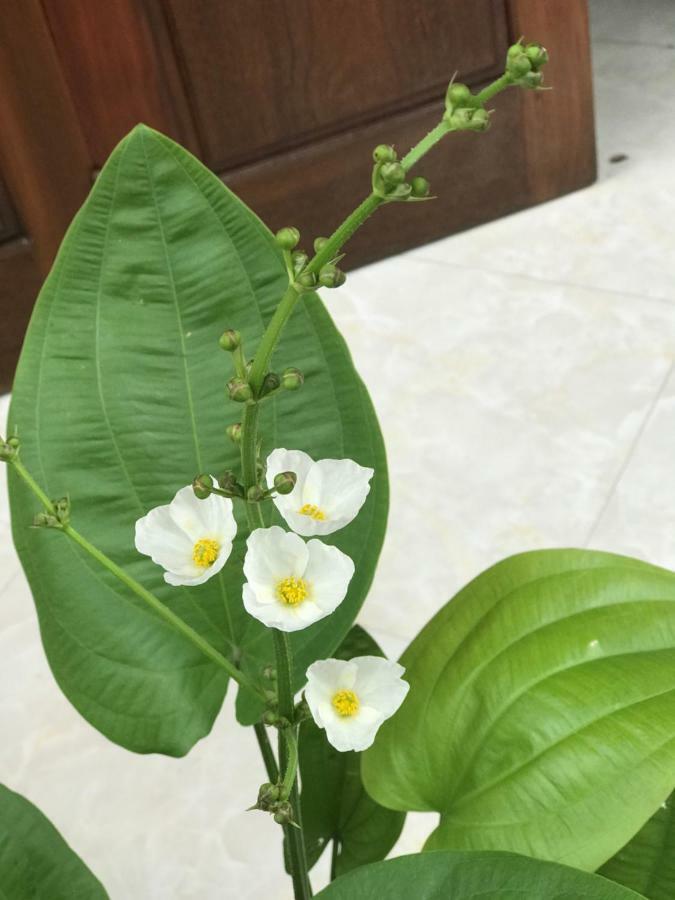Anh Homestay Ninh Binh Buitenkant foto
